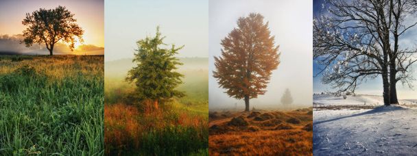 Collage di quattro stagioni Primavera, Estate, Autunno, Inverno - Foto, immagini