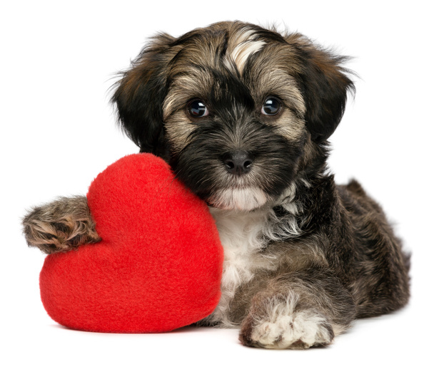 Lover Valentine Havanese male puppy dog - Photo, Image