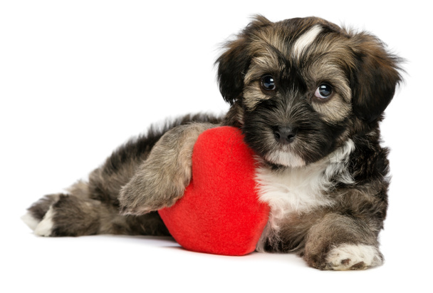 Amante Valentine Havanese cachorro macho perro
 - Foto, imagen
