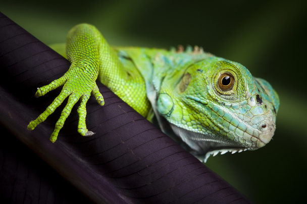 Gecko. - Foto, Imagen