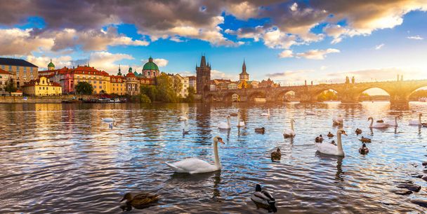 Vltava nehri yakınındaki Prag Charles Köprüsü manzarası. Nehirde kuğu var. Kuğular Vltava nehrinde yüzerler. Gün batımında Charles Köprüsü, Kuğular yüzer. Charles Köprüsü Prag 'da, ön planda kuğular var.. - Fotoğraf, Görsel