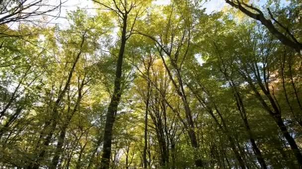 Jesienny las z jasnopomarańczowymi i żółtymi liśćmi. Gęste lasy w słoneczne jesienne dni. - Materiał filmowy, wideo