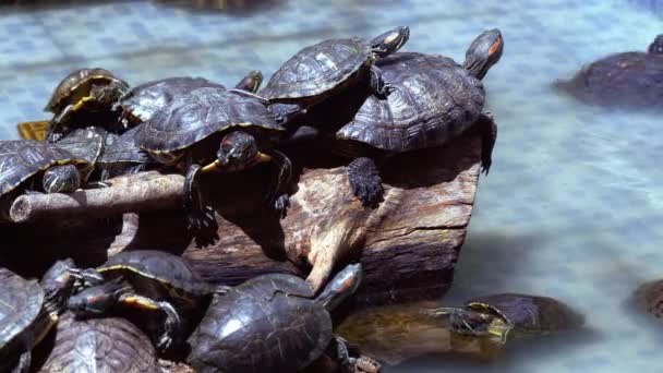 Water Turtles Resting and Swimming in The Water Pool. The turtles in a pond rest and swim. In their cute and funny form, they create a suitable dubbing composition. - Materiał filmowy, wideo