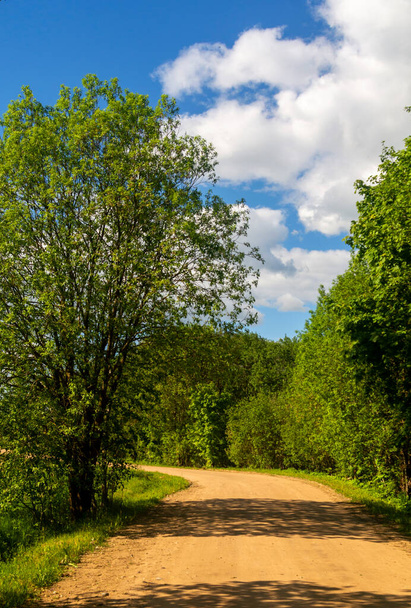 hermosa carretera forestal en el bosque de Belarús. Naturaleza
 - Foto, imagen
