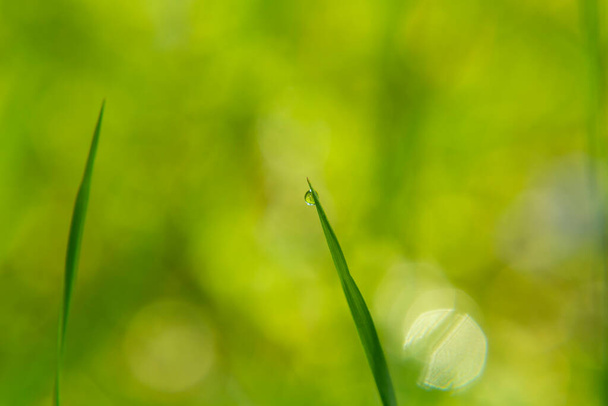 Čerstvé šťavnaté mladé trávy v kapkách ranní rosy a v létě měkké ostření. - Fotografie, Obrázek