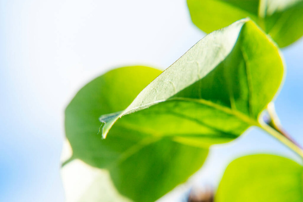 Fresh green leaf texture macro closeup. Green leaf background. - Foto, imagen
