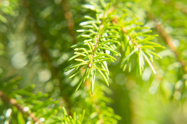 pine branch or pine trees, coniferous forest, young bumps. summer beautiful landscape - Foto, afbeelding