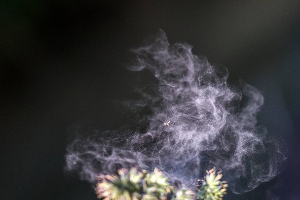 Пыльца отделяется от травинки - Фото, изображение