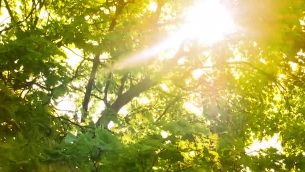 Paprsky světla prosvítají stromem - Záběry, video