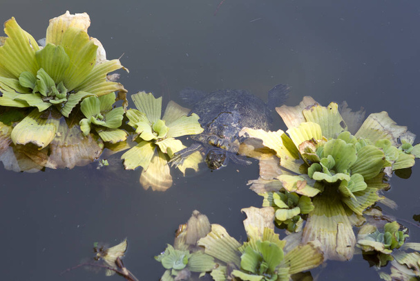 flor de loto en estanque - Foto, imagen