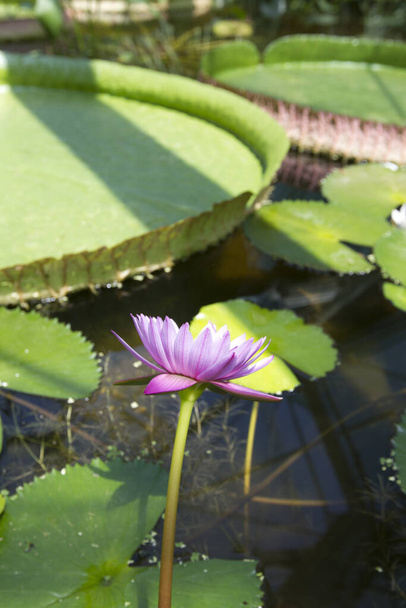 Цветок лотоса в пруду - Фото, изображение
