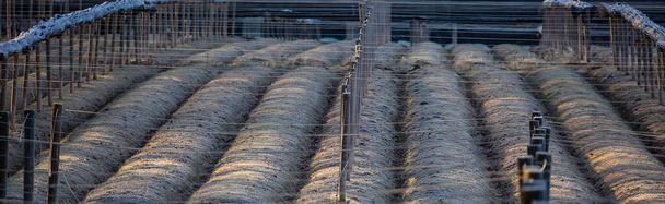 Campo de ginseng Wisconsin com postes, fios e sombras enrolados
 - Foto, Imagem
