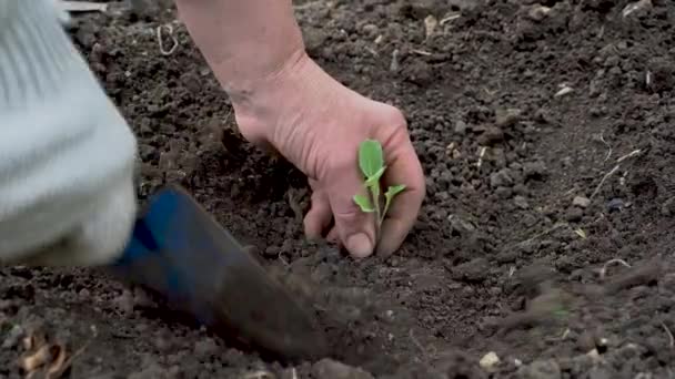 Un uomo pianta un germoglio di cavolo nel terreno. Piantine vengono trapiantati nel terreno in una fattoria primo piano
. - Filmati, video