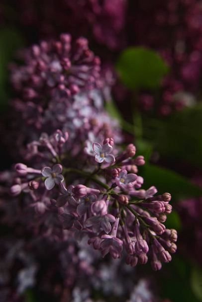 A bouquet of lilacs. Close up. Beautiful purple violet blooming lilac flowers. Greeting card. - Fotó, kép