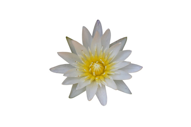 Geïsoleerde witte lotus met knippaden. - Foto, afbeelding