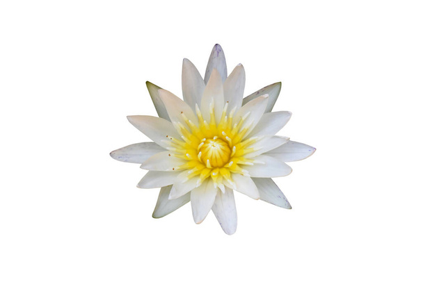 Geïsoleerde witte lotus met knippaden. - Foto, afbeelding