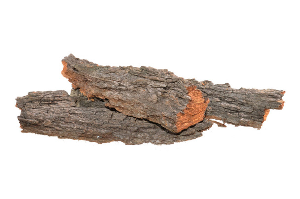 tree bark isolated on white background - Photo, Image