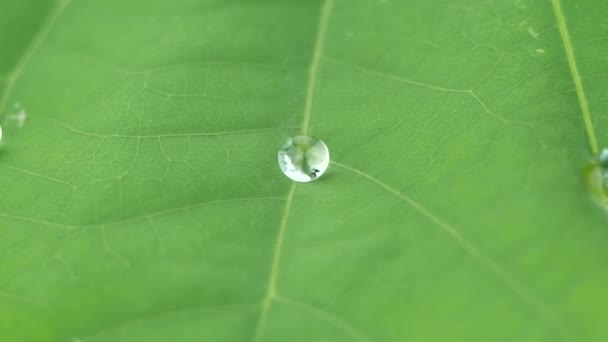 Waterdruppels rollen op het groene lotusblad. - Video