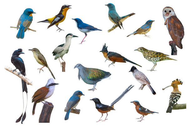 Raccolta di bellissimi uccelli isolati su sfondo bianco
 - Foto, immagini