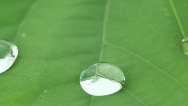 Wassertropfen rollen auf dem grünen Lotusblatt. - Filmmaterial, Video