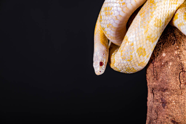 Krásný hybridní had, křížení dvou druhů, kukuřičný had a krysí had. - Fotografie, Obrázek