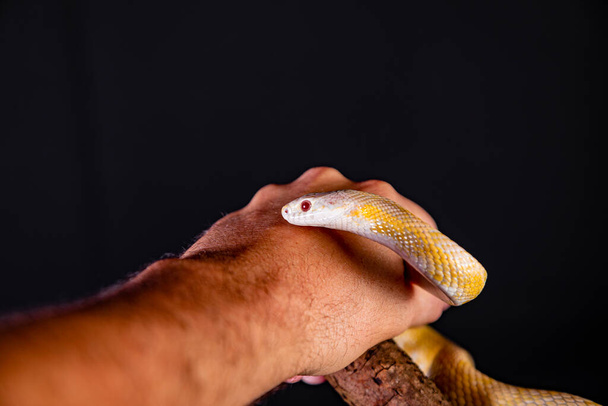 Όμορφο υβριδικό φίδι, διασταύρωση δύο ειδών, φίδι καλαμποκιού και φίδι αρουραίου. - Φωτογραφία, εικόνα