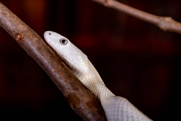 Teksański wąż szczurzy (Elaphe przestarzałe lindheimeri) jest podgatunkiem węża szczurzego, niejadowitej kolubrydy występującej w Stanach Zjednoczonych, głównie w stanie Teksas... - Zdjęcie, obraz