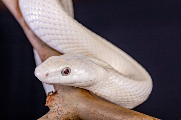 Elaphe obsoleta lindheimeri (Elaphe obsoleta lindheimeri) est une sous-espèce de serpent à rat, un colubridé non venimeux trouvé aux États-Unis, principalement dans l'État du Texas... - Photo, image
