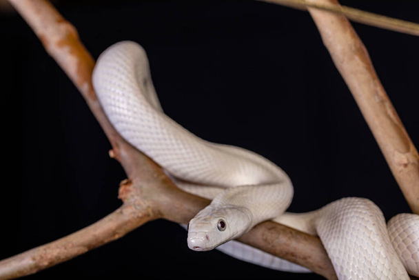 The Texas rat snake (Elaphe obsoleta lindheimeri ) is a subspecies of rat snake, a nonvenomous colubrid found in the United States, primarily within the state of Texas.. - Photo, Image