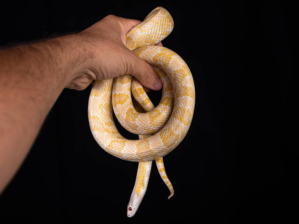 Bellissimo serpente ibrido, incrocio di due specie, serpente di mais e serpente ratto
. - Foto, immagini