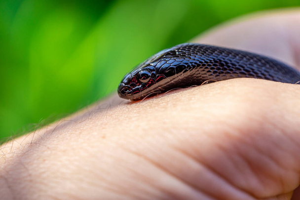 Meksykański czarny wąż królewski (Lampropeltis getula nigrita) jest częścią większej rodziny węży łączących i podgatunku wąż pospolity. - Zdjęcie, obraz
