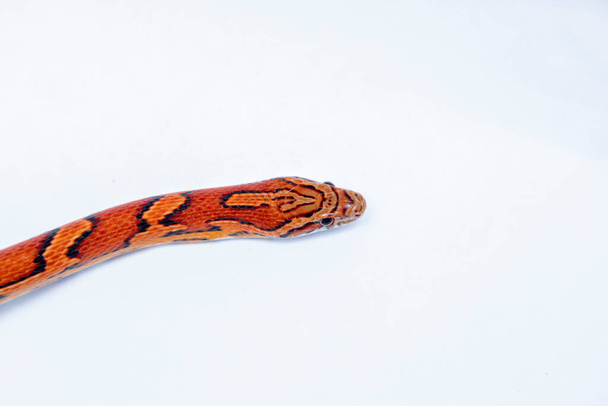 Mısır Yılanı ("Pantherophis guttatus"), yılangiller (Felidae) familyasından bir yılan türü... - Fotoğraf, Görsel