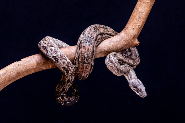 The boa constrictor is a fish snake that can reach an adult size of 2 meters (Boa constrictor amarali) to 4 meters (Boa constrictor constrictor). In Brazil, where is the second largest snake. - Photo, Image