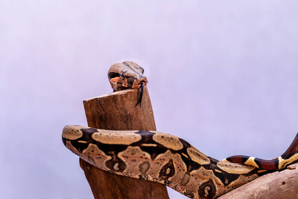 De boa constrictor (Boa constrictor), ook wel de roodstaartboa of de gewone boa genoemd, is een grote, niet-giftige, zware slang die vaak in gevangenschap wordt gehouden en gefokt., - Foto, afbeelding