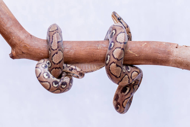 Epicrates cenchria is a boa species endemic to Central and South America. Common names include the rainbow boa, and slender boa. - Photo, Image