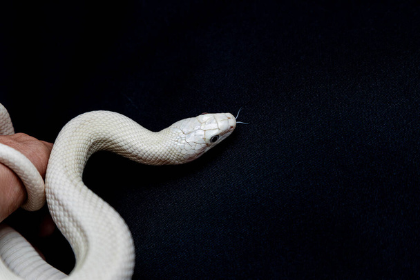 The Texas rat snake (Elaphe obsoleta lindheimeri) - підвид щурової змії, неотруйний гібрид, що зустрічається в Сполучених Штатах Америки, в першу чергу в штаті Техас... - Фото, зображення