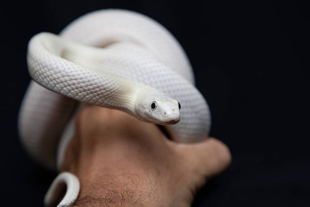 De Texaanse rattenslang ("Elaphe obsoleta lindheimeri") is een slang uit de familie rattenslangen ("Elaphe")... - Foto, afbeelding