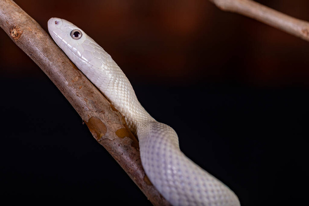 The Texas rat snake (Elaphe obsoleta lindheimeri ) is a subspecies of rat snake, a nonvenomous colubrid found in the United States, primarily within the state of Texas.. - Photo, Image