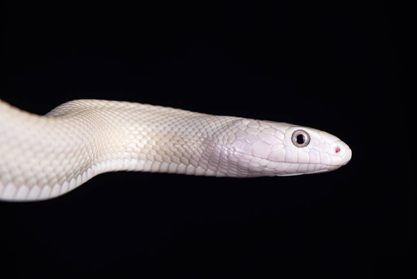 Elaphe obsoleta lindheimeri (Elaphe obsoleta lindheimeri) est une sous-espèce de serpent à rat, un colubridé non venimeux trouvé aux États-Unis, principalement dans l'État du Texas... - Photo, image
