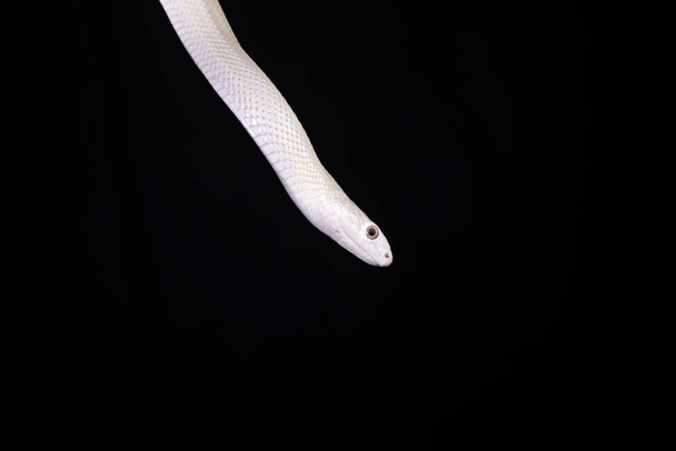 De Texaanse rattenslang ("Elaphe obsoleta lindheimeri") is een slang uit de familie rattenslangen ("Elaphe")... - Foto, afbeelding