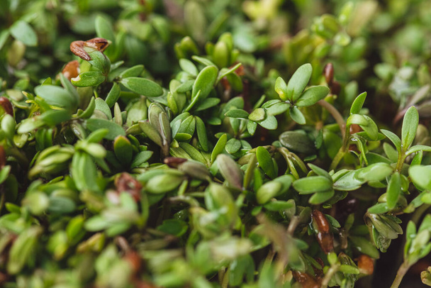 Organic food. Young and fresh micro green sprouts. Close-up . - Photo, Image