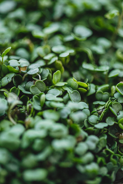Молодые и свежие микро зеленые ростки рукколы крупным планом
. - Фото, изображение