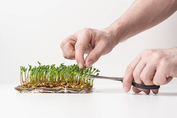 Fresh micro green seedlings. Growing micro green for a healthy diet. A man cuts young green shoots with scissors. White background. - Photo, Image