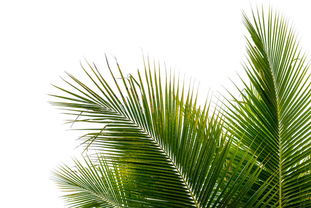 кокосовые пальмовые листья, изолированные на белом с клиппинговой дорожкой для объекта и дизайна ретуши. - Фото, изображение