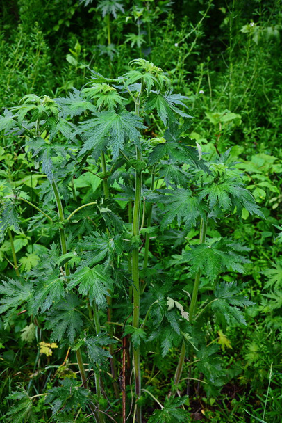 Herb plant motherwort in herb garden, used as cardiotonic medicine. Leonurus cardiaca green leaves, close up. - Photo, Image