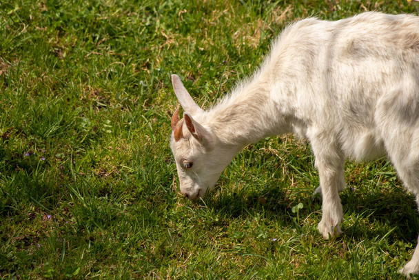 Pequeno pasto de cabra no campo verde
 - Foto, Imagem