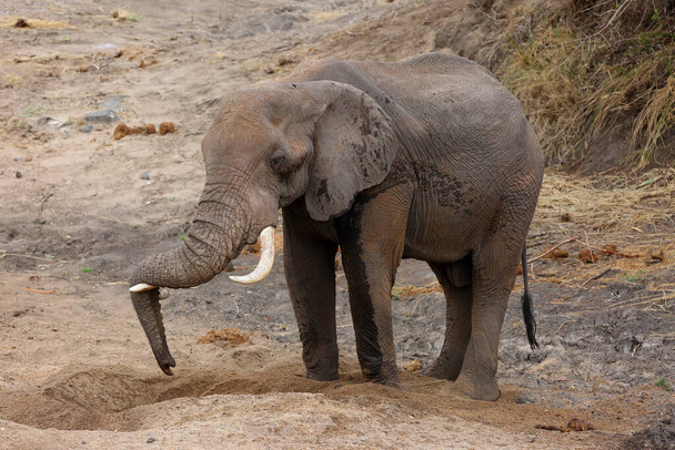 Ο αφρικανικός ελέφαντας θάμνος (Loxodonta africana) ένας μεγάλος άνθρωπος σκάβει μια τρύπα στην άμμο σε ένα ξηρό ποτάμι - Φωτογραφία, εικόνα