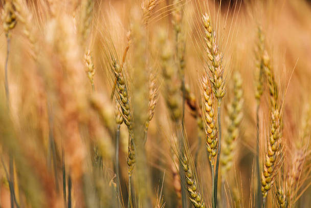 Barley Field in Sunset - Фото, изображение