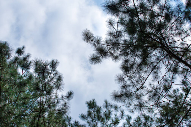 Pinus mugo - It is also known as creeping pine, dwarf mountain pine, mugo pine - Photo, Image