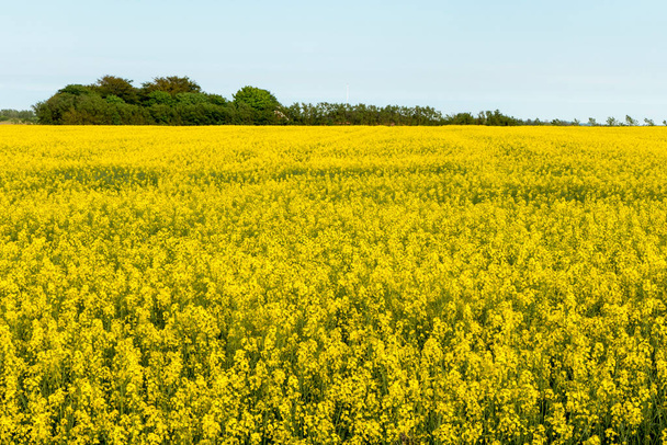 Aalborg, Dinamarca Un camino rural con flores de raps amarillas
. - Foto, Imagen